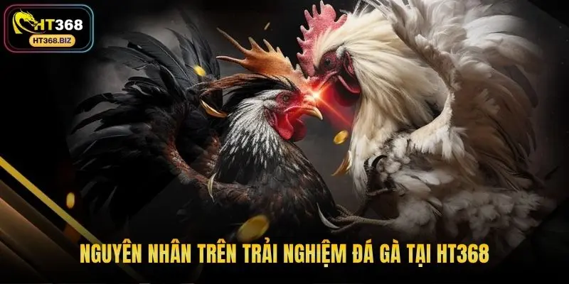 Nguyên nhân trên trải nghiệm đá gà tại HT368