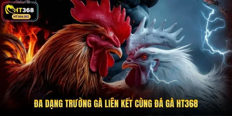 Đa dạng trường gà liên kết cùng đá gà HT368