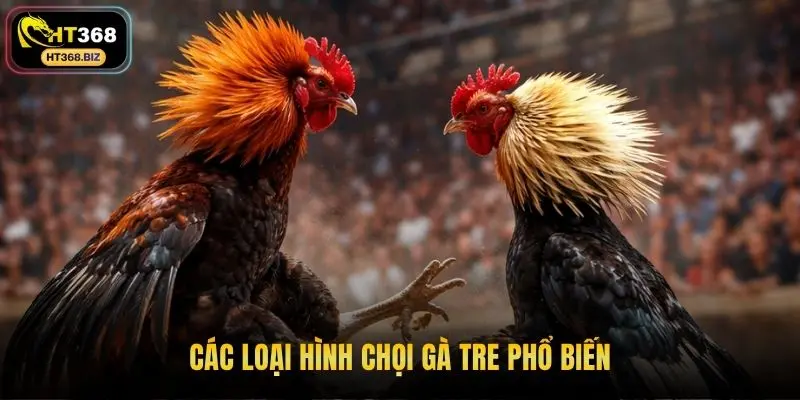 Các loại hình chọi gà tre phổ biến
