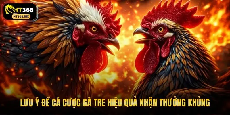 Lưu ý để cá cược gà tre hiệu quả nhận thưởng khủng